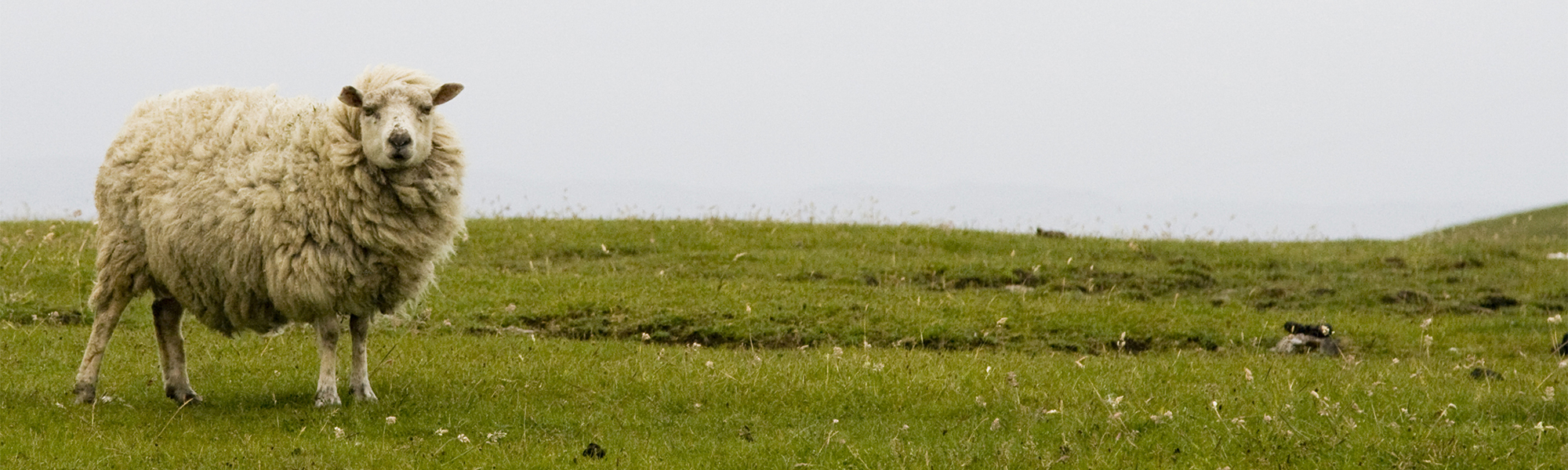 Sheepbanner