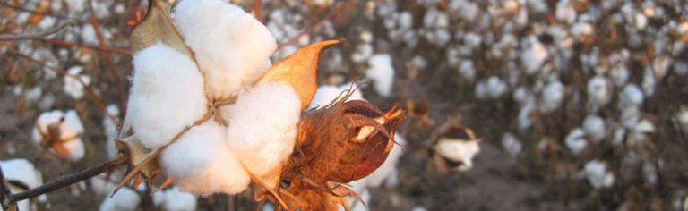 Organic cotton field for natural mattress covers