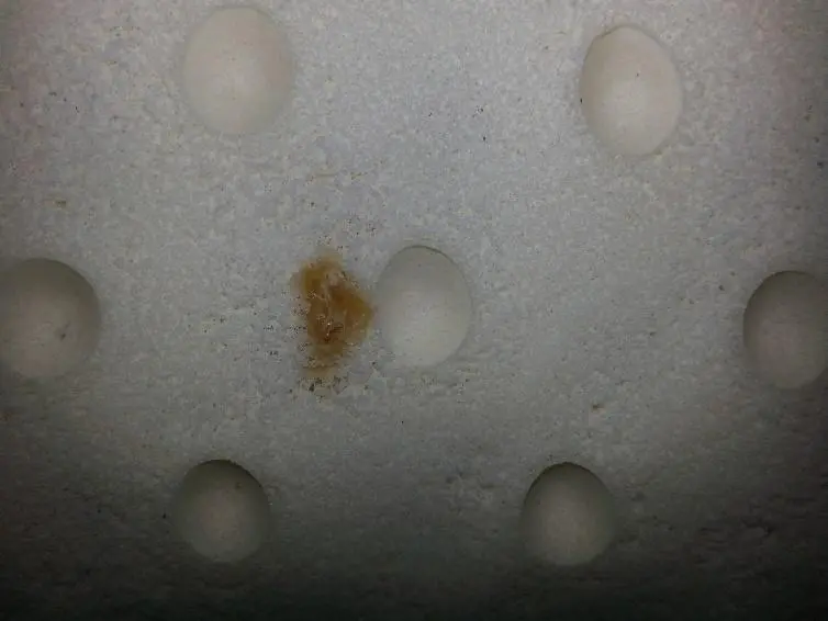 Burnt latex sap coagulum on natural latex layer, cosmetic only, no effect on performance