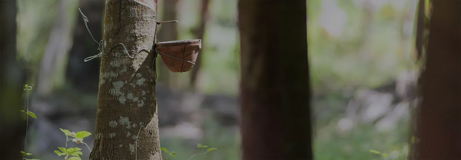 Rubber tree plantation, source of natural latex