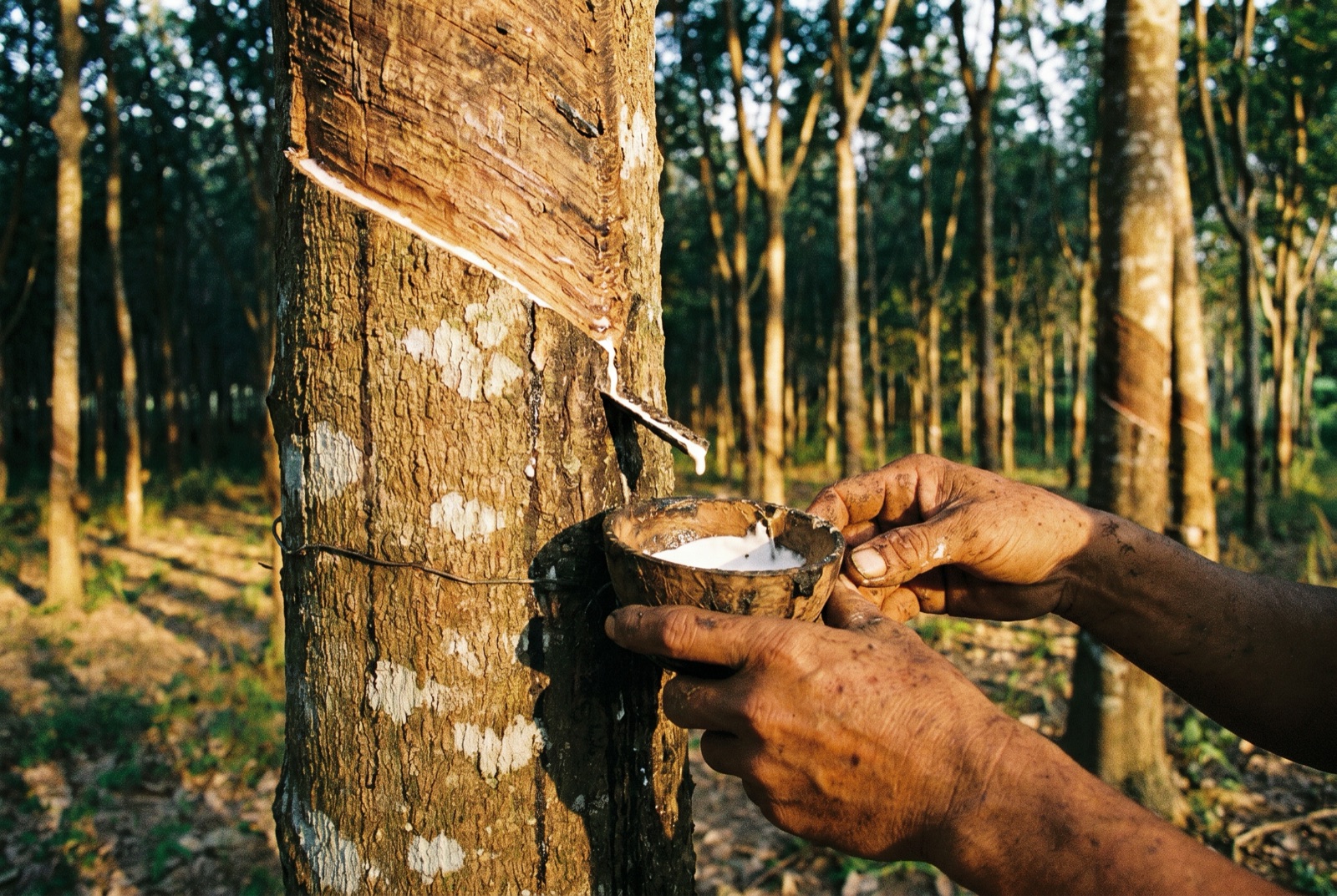 A rubber tree tapper collecting natural latex sap from a Hevea brasiliensis tree into a small bowl