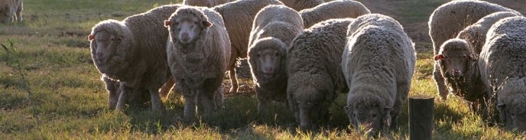 Organic wool sheep for mattress fire barrier and moisture wicking