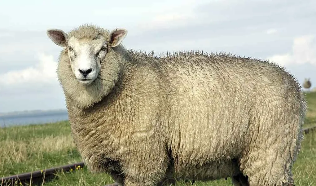 Natural eco-wool from sheep