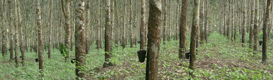 Organic latex rubber tree plantation