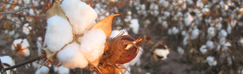 Organic cotton field for natural mattress covers