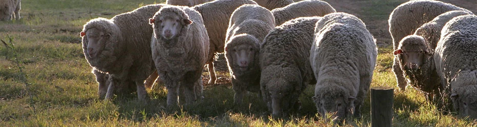Organic wool sheep for mattress fire barrier and moisture wicking